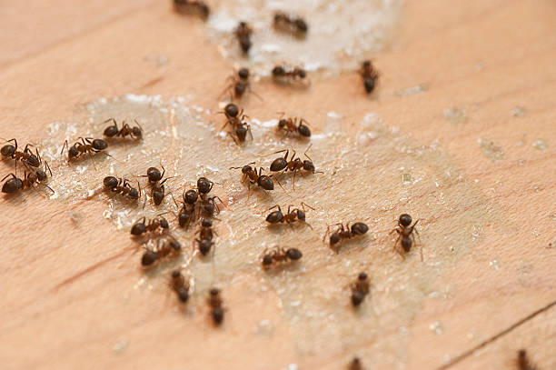 Best Bed Bug Extermination  in Occidental, CA
